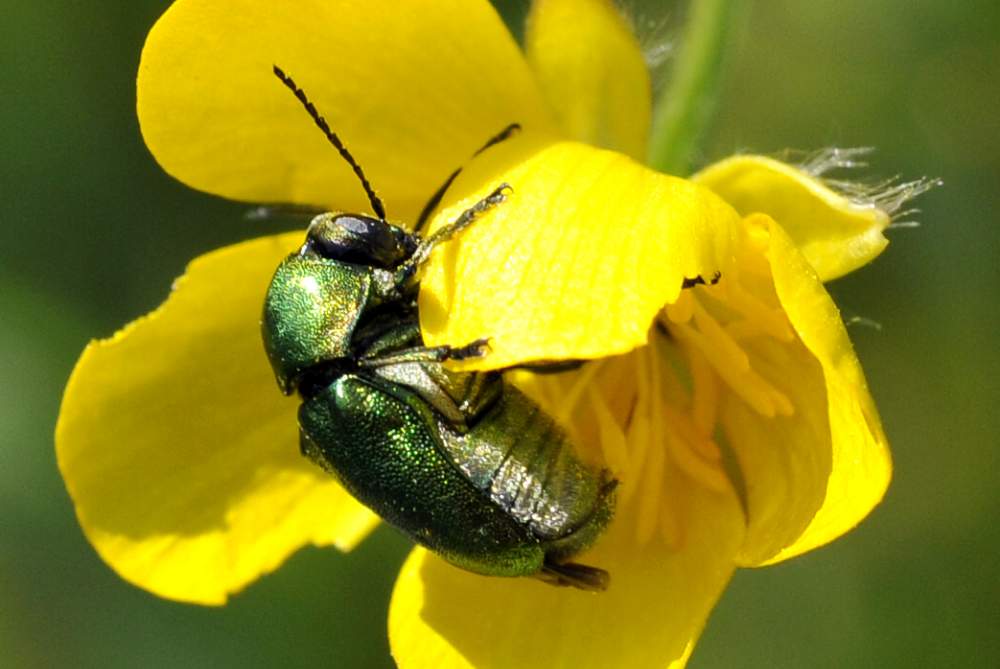 Conferma per Gastrophysa viridula - no, Cryptocephalus sp.